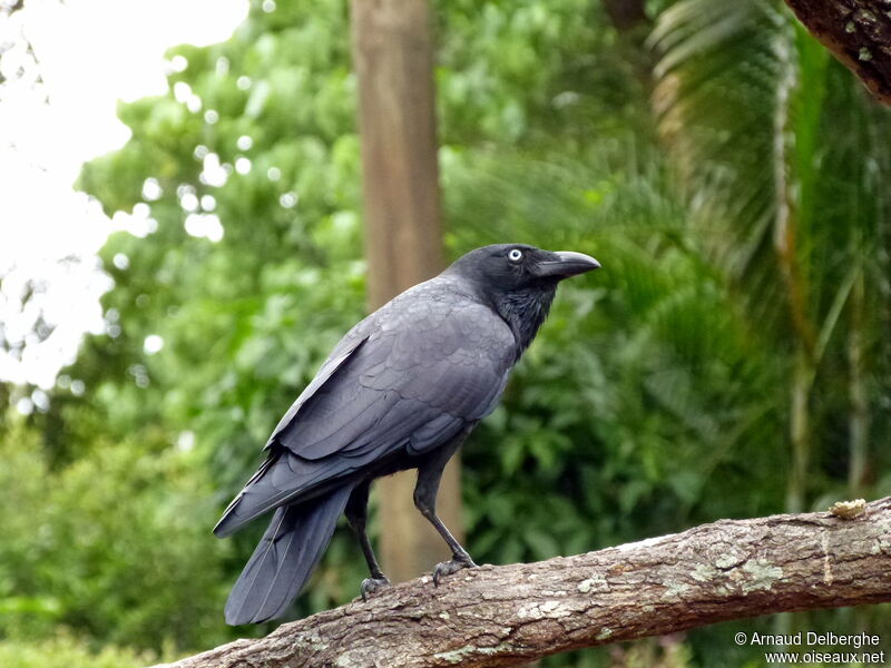 Australian Raven