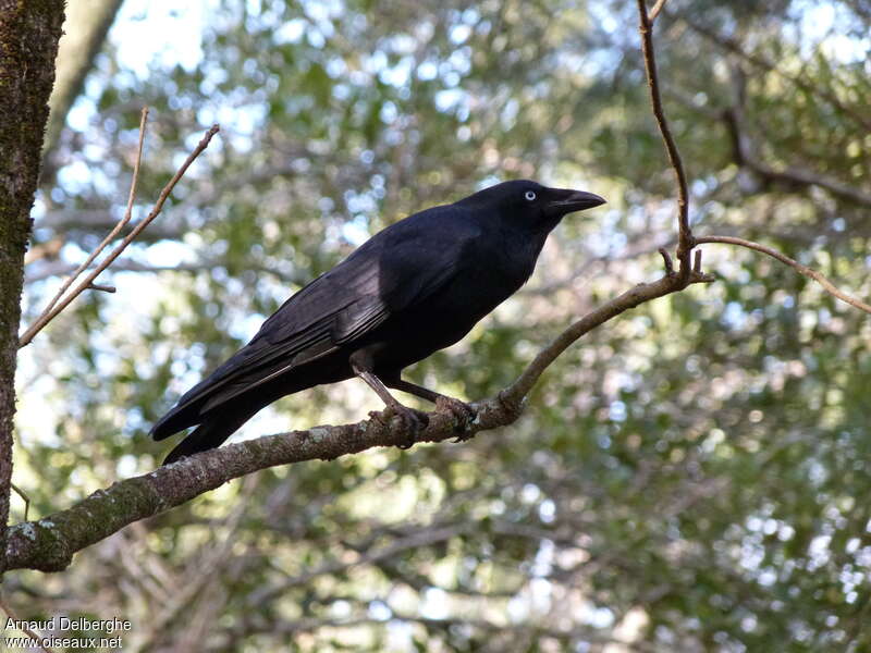 Torresian Crow