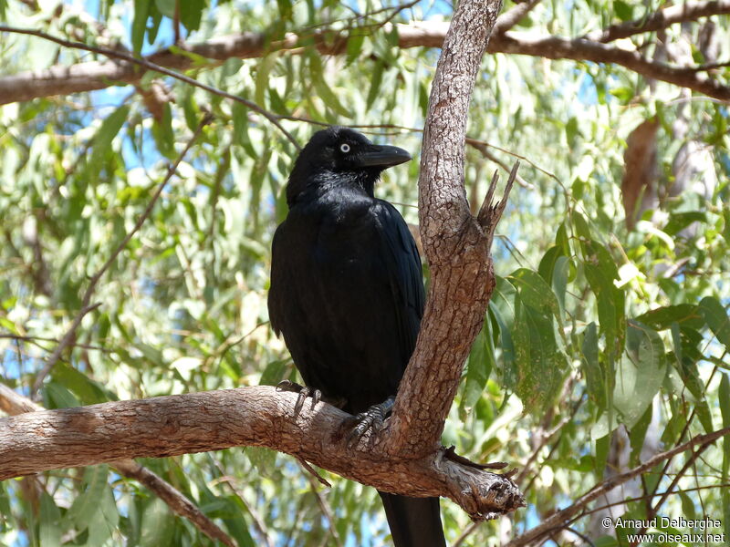 Corbeau de Torres