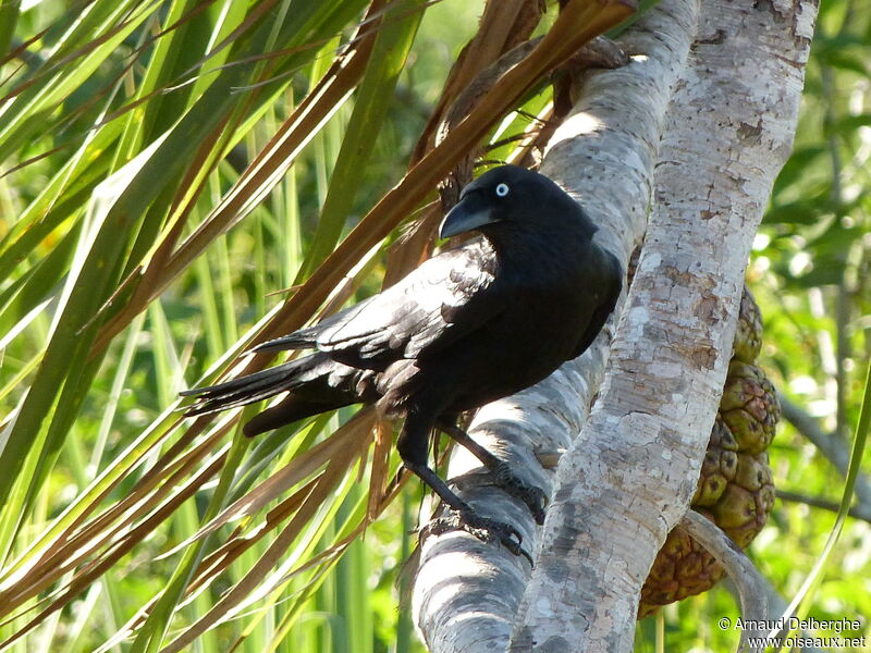 Torresian Crow