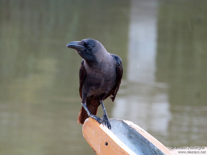 House Crow