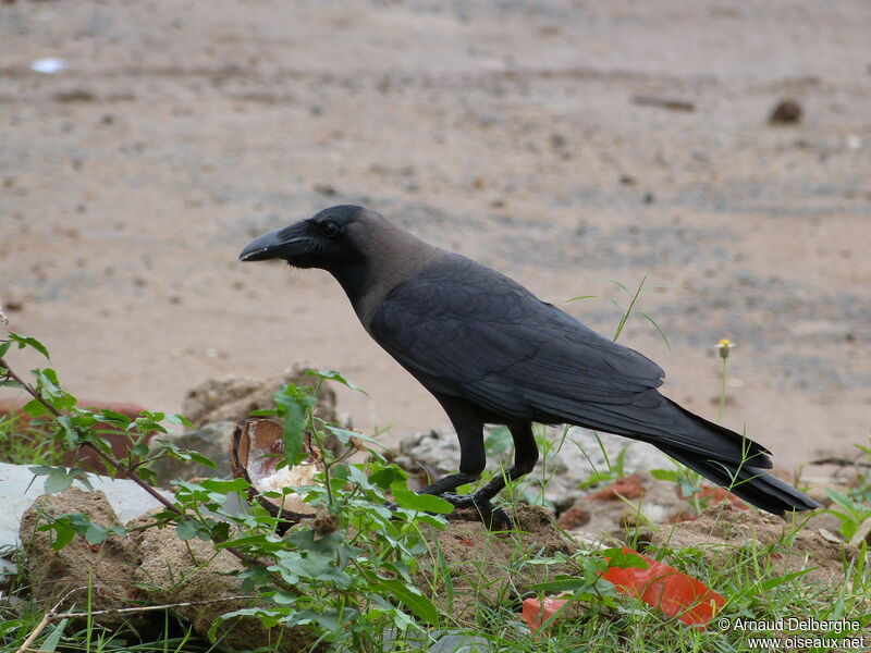 Corbeau familier