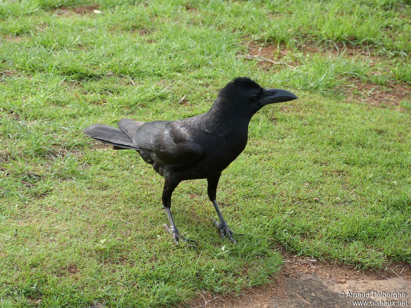 Indian Jungle Crow