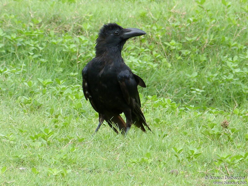 Indian Jungle Crow