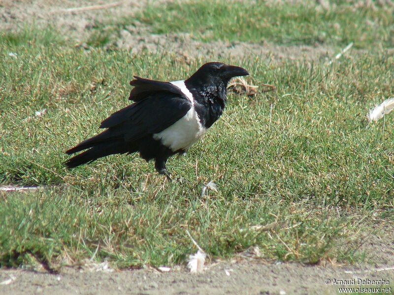 Corbeau pie