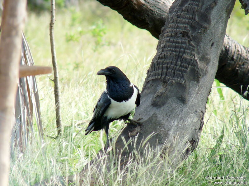 Corbeau pie