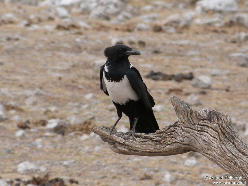 Pied Crow