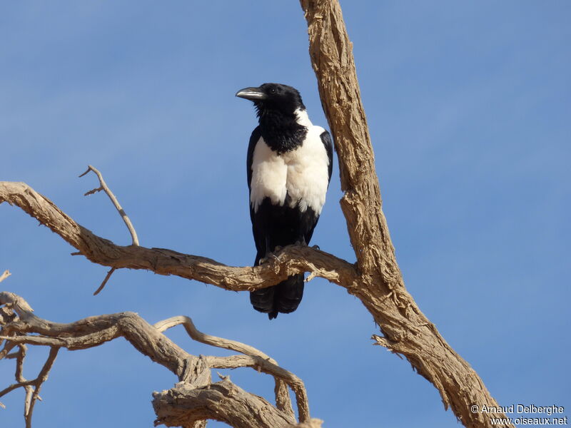 Pied Crow