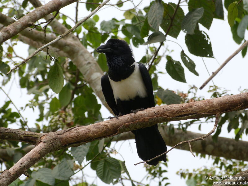 Pied Crow