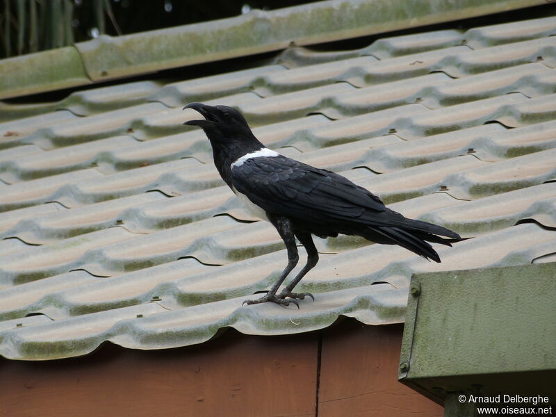 Pied Crow