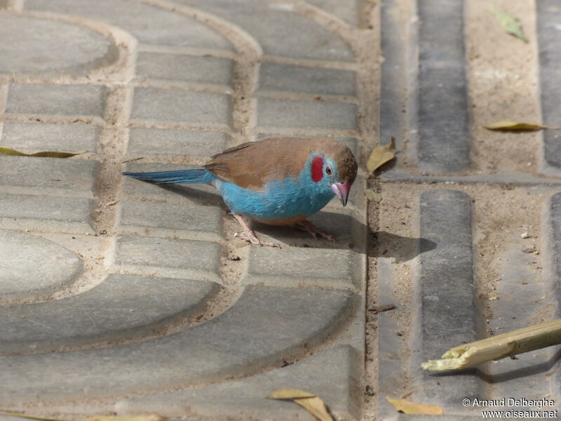 Cordonbleu à joues rouges mâle