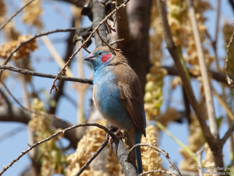 Cordonbleu à joues rouges mâle