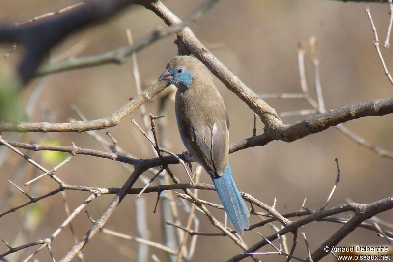 Red-cheeked Cordon-bleu female