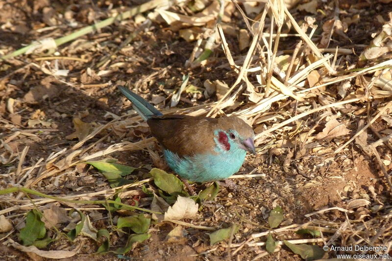 Red-cheeked Cordon-bleu male