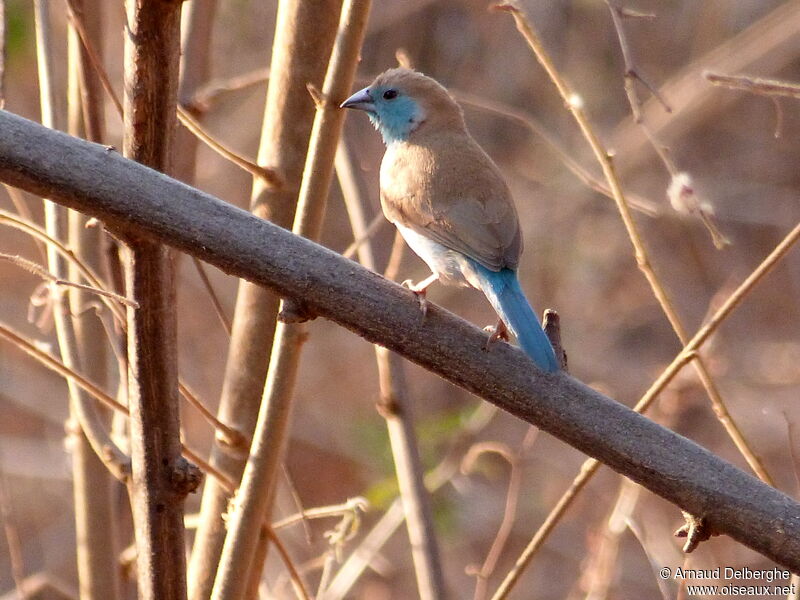 Blue Waxbill