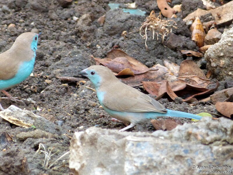 Cordonbleu de l'Angola