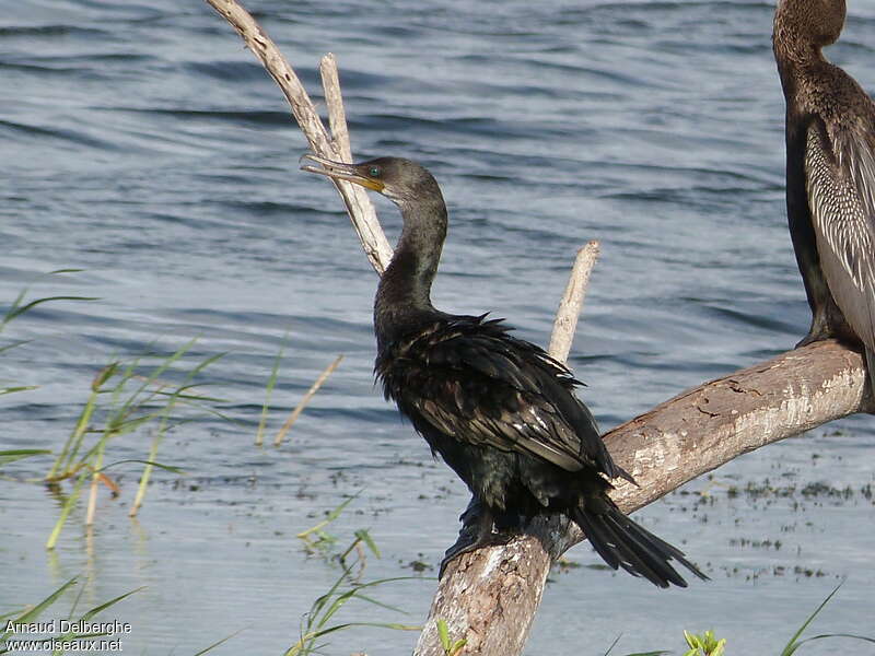 Indian Cormorantadult post breeding, identification