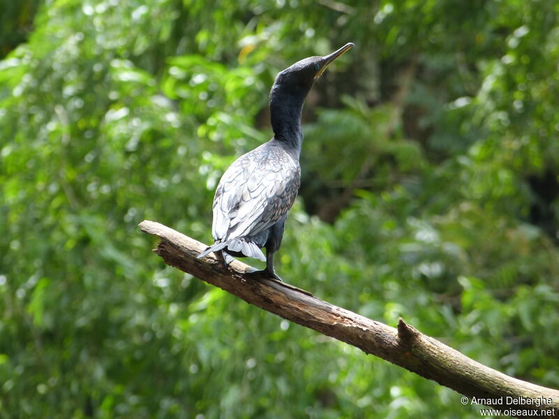 Indian Cormorant