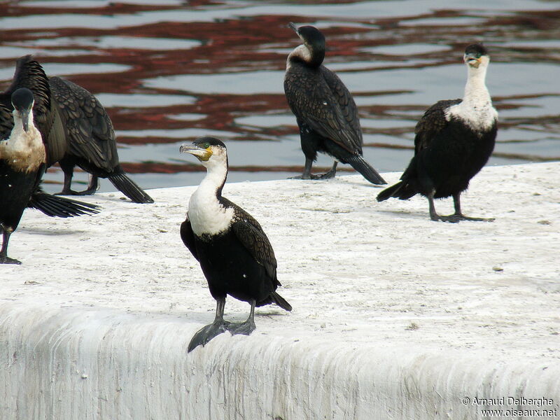 Cormoran à poitrine blanche