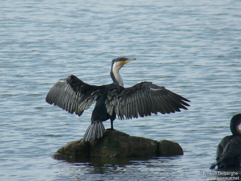 Cormoran à poitrine blanche