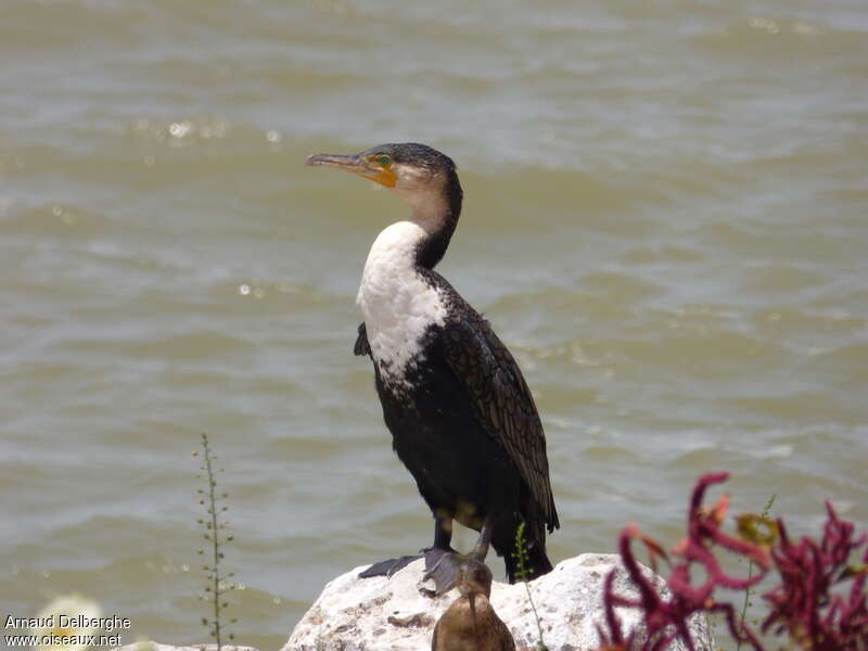 Cormoran à poitrine blancheadulte, identification