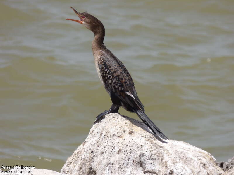 Cormoran africainimmature