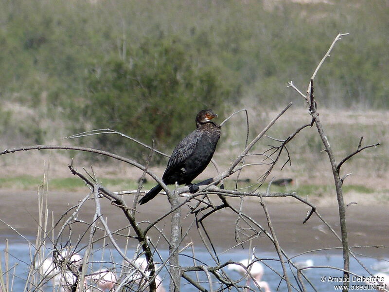 Cormoran couronné