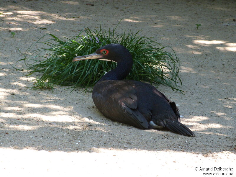 Guanay Cormorant