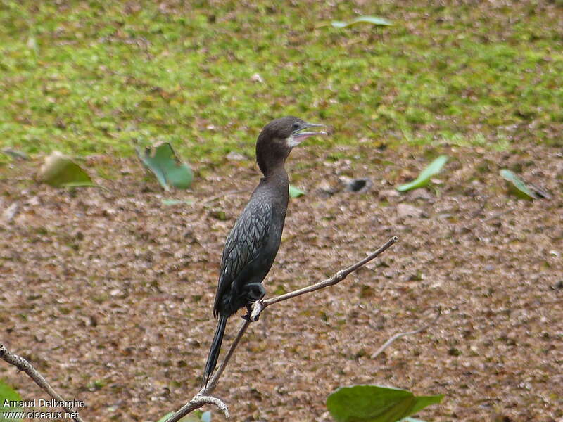 Cormoran de Vieillotadulte internuptial, identification