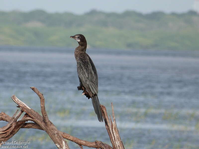 Cormoran de Vieillotadulte internuptial, identification