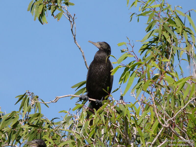 Cormoran noir