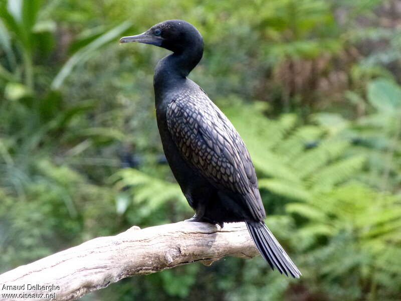 Cormoran noiradulte, identification