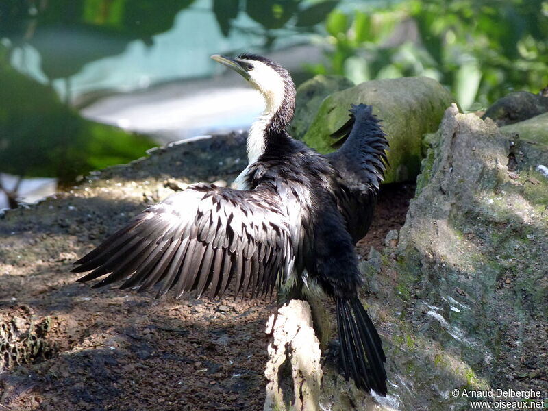 Cormoran pie