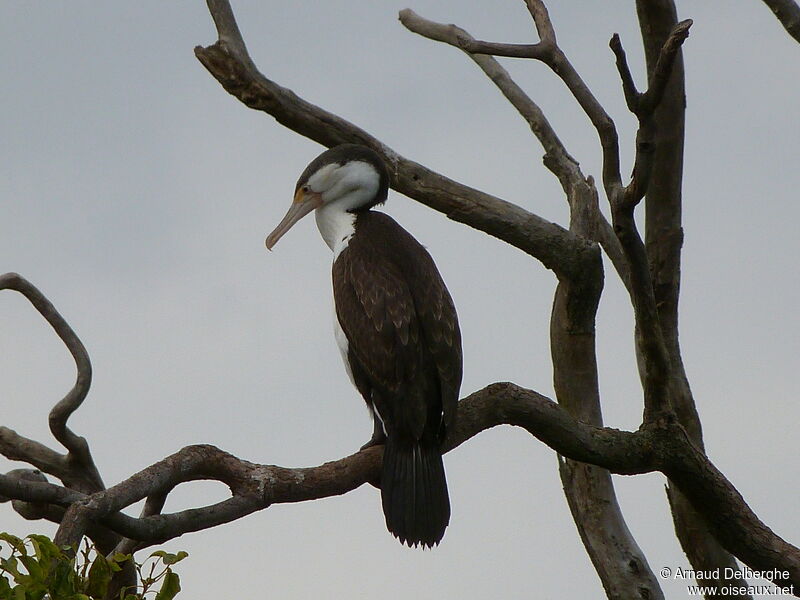 Australian Pied Cormorant