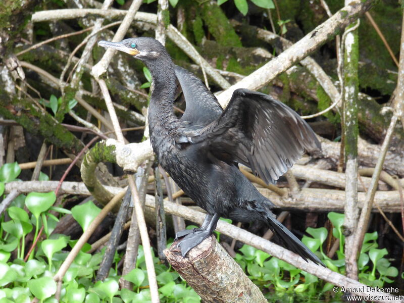 Neotropic Cormorant