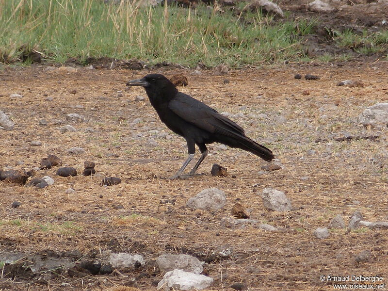 Cape Crow