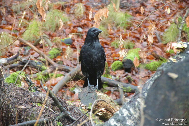 Carrion Crow