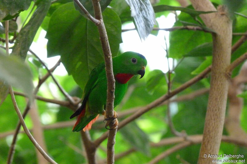 Blue-crowned Hanging Parrot