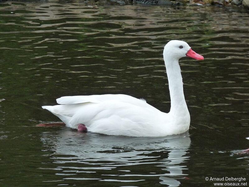 Coscoroba blanc