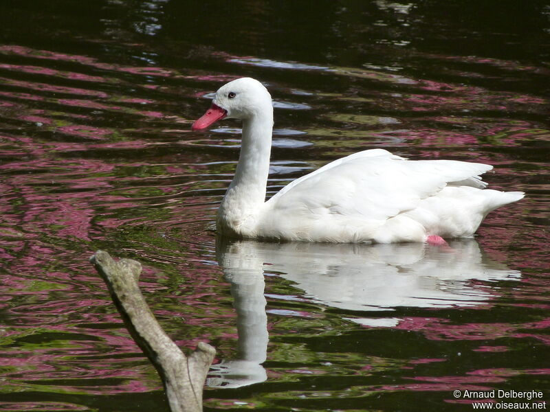 Coscoroba Swan