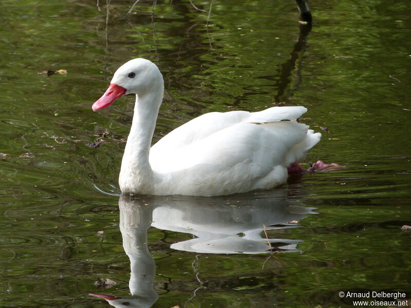 Coscoroba Swan