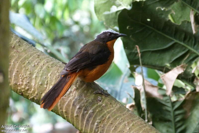 White-crowned Robin-Chatadult, identification