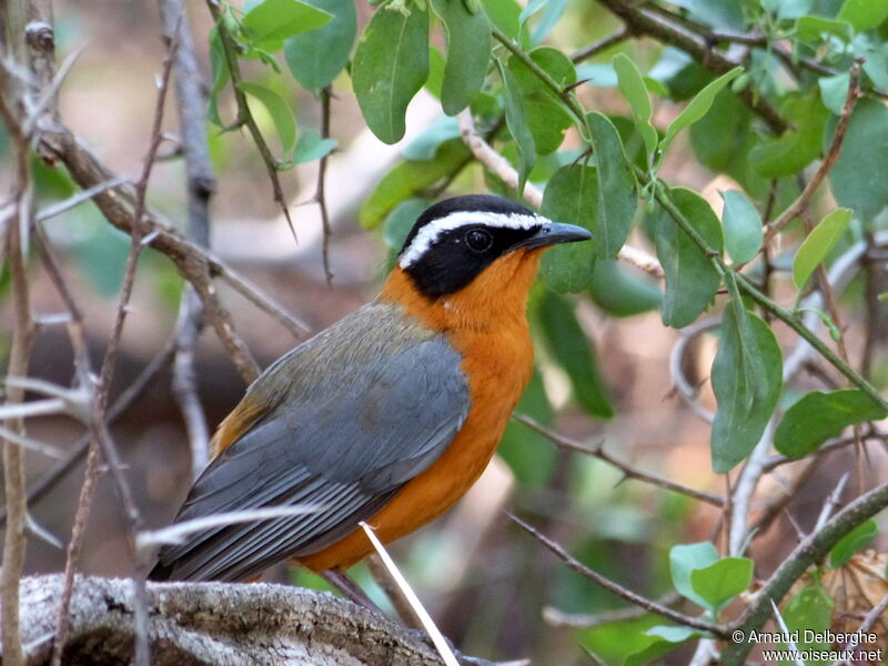 White-browed Robin-Chat