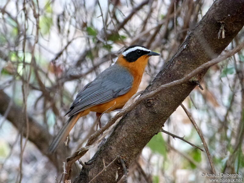 White-browed Robin-Chat