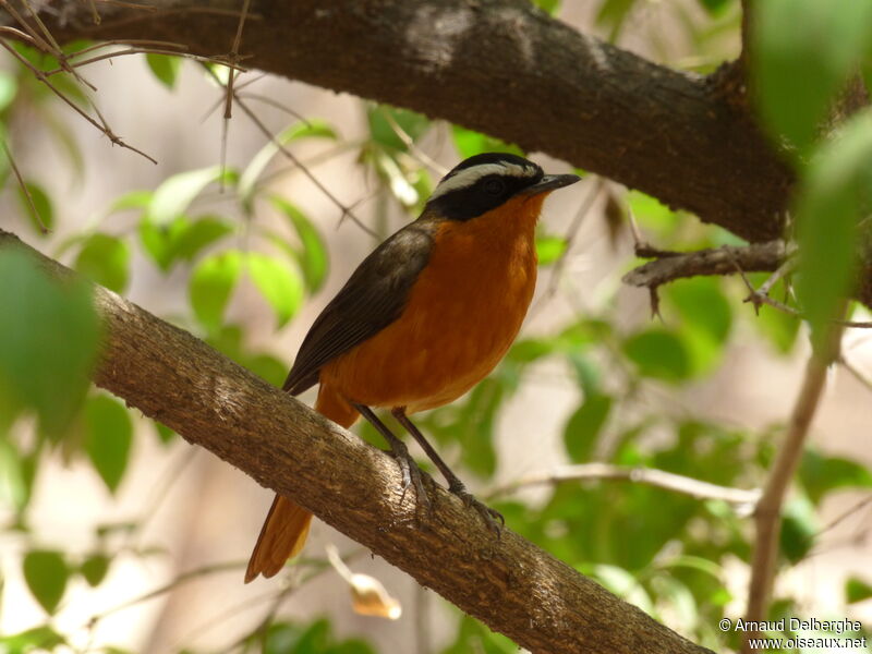 Rüppell's Robin-Chat