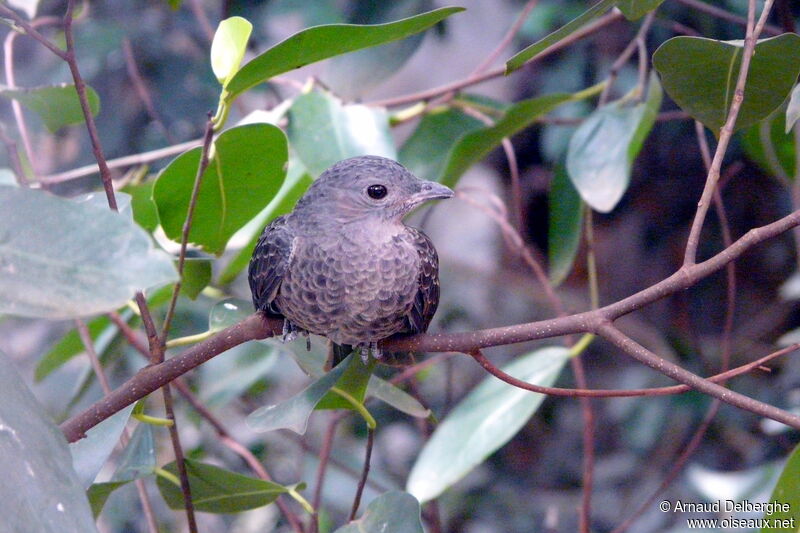 Spangled Cotinga female