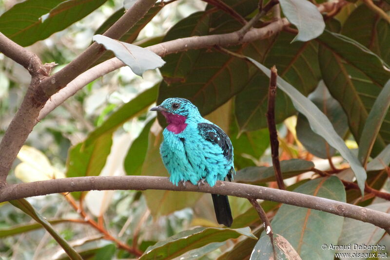 Spangled Cotinga