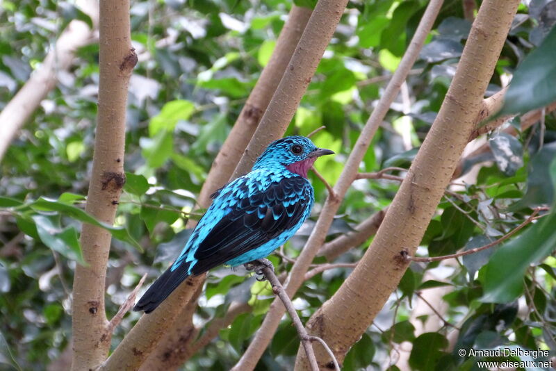 Cotinga de Cayenne