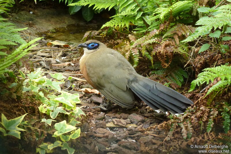 Giant Coua