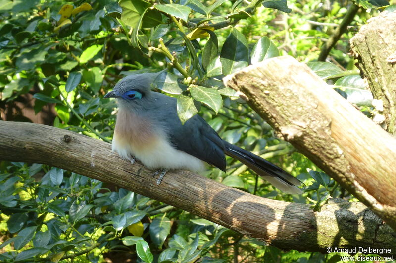 Coua huppé